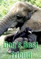 Лучшие друзья собаки/Dogs Best Friend 2 сезон